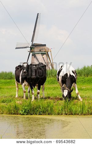 Cows and windmill 