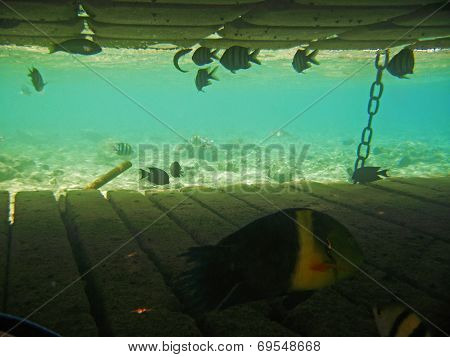 Tropical Exotic Fish In The Red Sea. Cheilinus Lunulatus