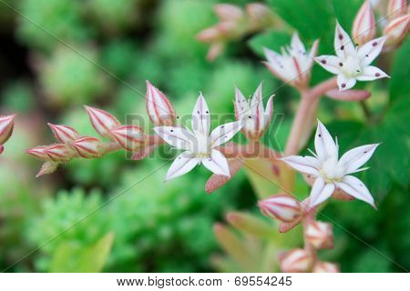 Sedum  stonecrop Spanish  close up in a summer city park