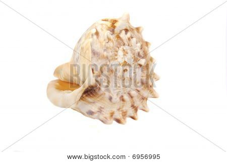 Seashell