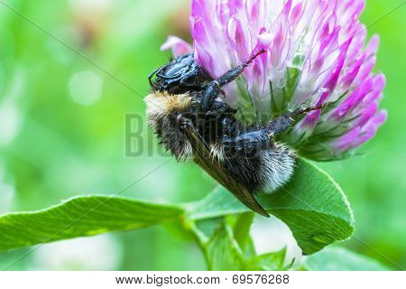 Bee And Flower