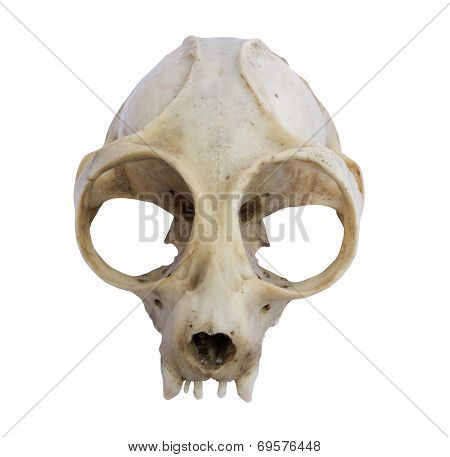 Loris Skull