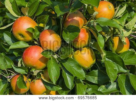 Apple tree