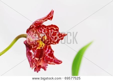 Orchidea