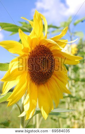 Sunflower
