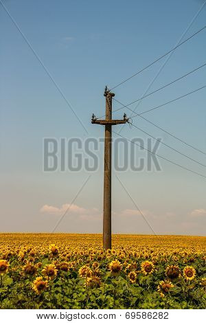 Sunflower and Communication