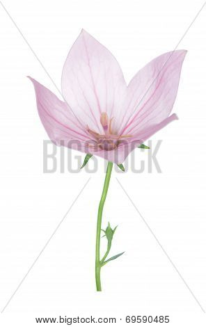 Pink Platycodon Grandiflorus