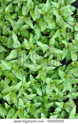 Vietnamese Mint