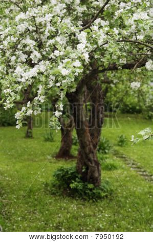 Blommande äppelträd