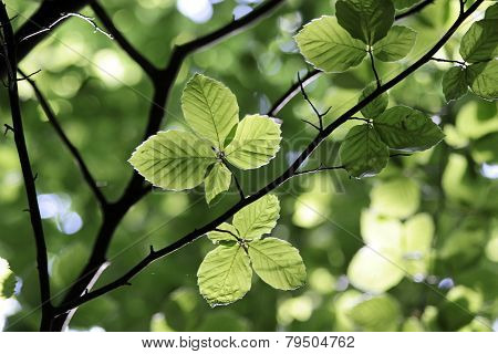 Beech Leaves In Spring Time