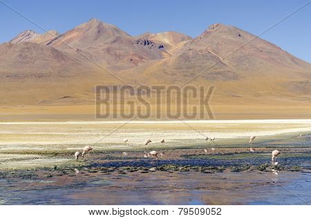Bolivia, Antiplano - Canapa Lake - James's Flamingos