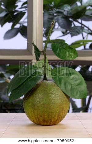 ส้มหวานอินทรีย์