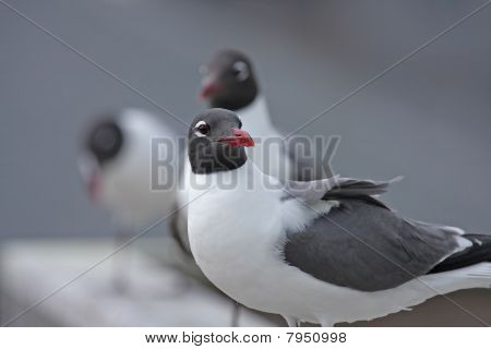 Mouette atricille