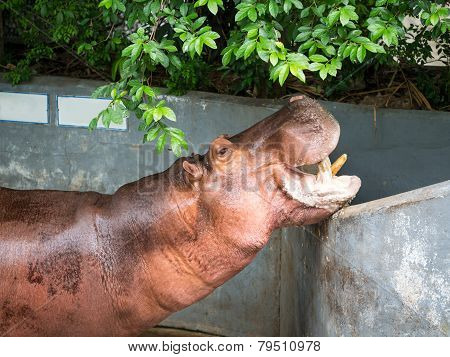 Mouth-opened Hippopotamus