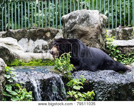 Asiatic Black Bear