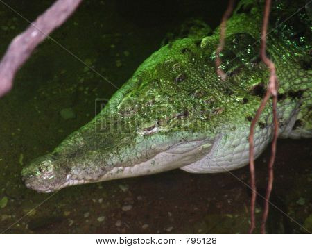 Gator