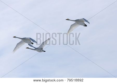Cygnus cygnus, whooper swan in the sky.