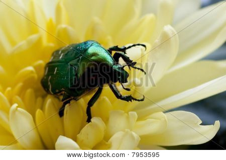 Bug verde (close up)