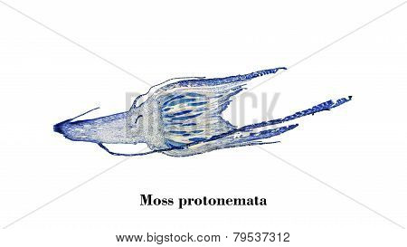 Moss Protonemata Micrograph
