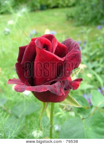กุหลาบสีแดง
