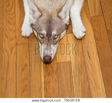 Blue-eyed Husky Looking Up