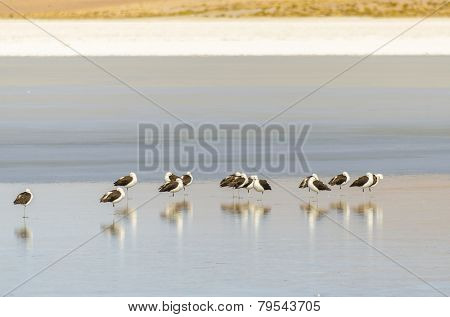 Bolivia, Antiplano - birds on Canapa Lake 