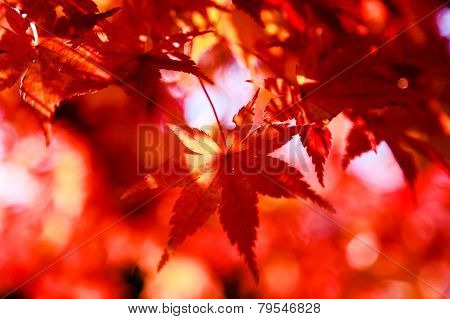 Red Leaves In Autumn