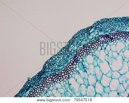 Cucurbita Stem Micrograph