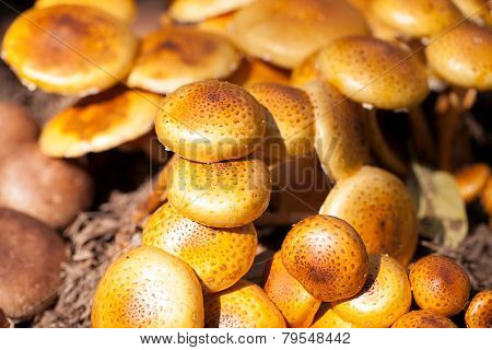 Zugitake Mushrooms In The Farm