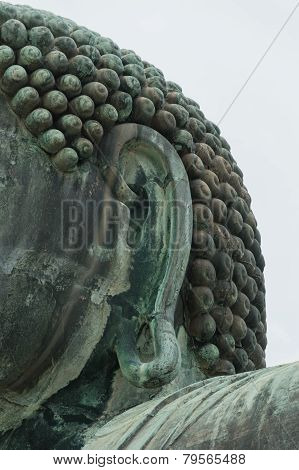 Ear of The Great Buddha (daibutsu)