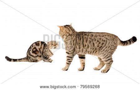 Cat attacks cat