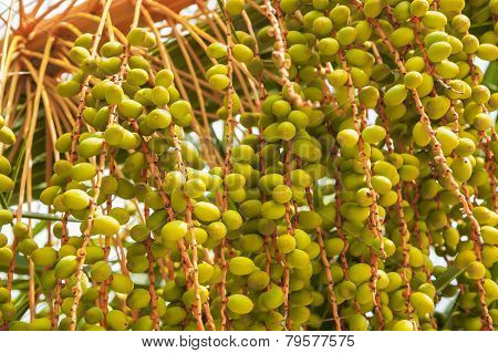 Date palm fruit.