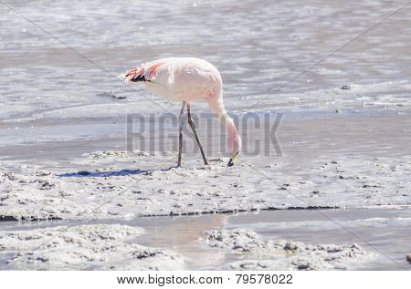 Bolivia, Antiplano, Canapa Lake - James's flamingo