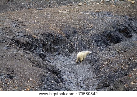 Arctic Polar Bear In Natural Environment