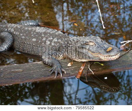 Alligator