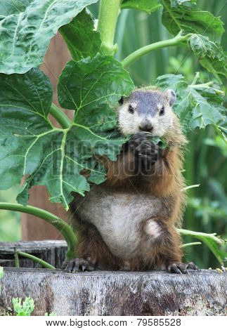 Groundhog And Sunflower