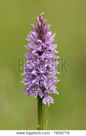 Kukułka Fuchsa - Dactylorhiza fushsii