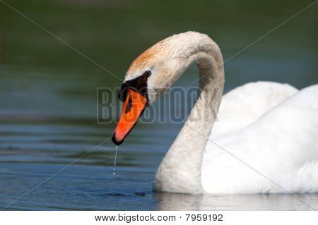 Un beau Cygne tuberculé dans un étang
