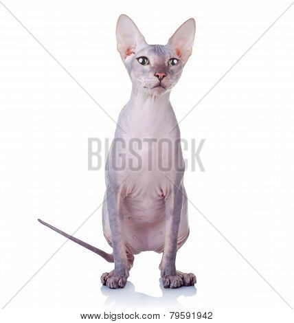 Cat Of Don Sphynx Breed