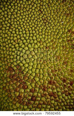 Jackfruit skin pattern