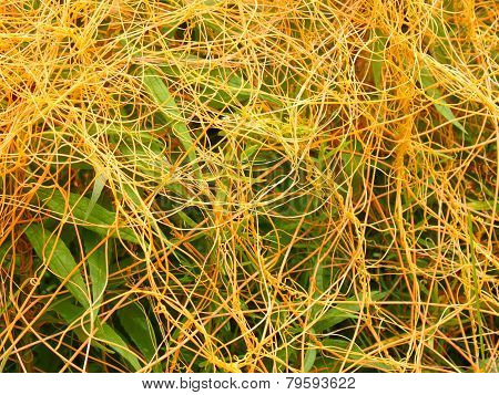 Dodder Illinois Prairie