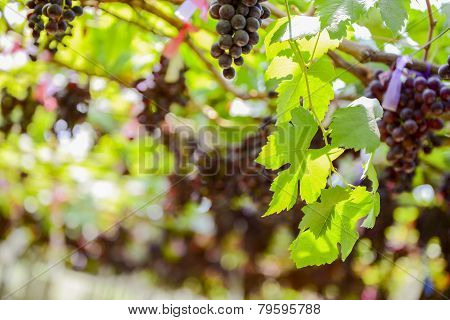 fresh Grape wait for harvest Grape Farm Tak ,Thailand