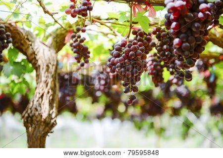 fresh Grape wait for harvest Grape Farm Tak ,Thailand