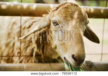 Sheep on the farm