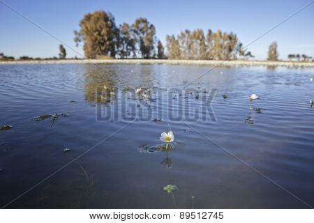 Common Water Crowfoot