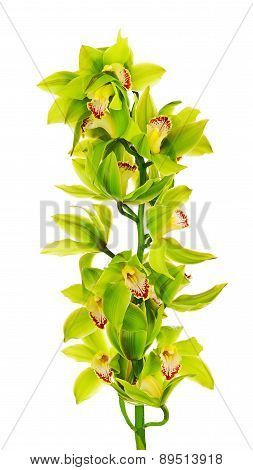 Blooming Twig Of Green Yellow Purple Orchids.
