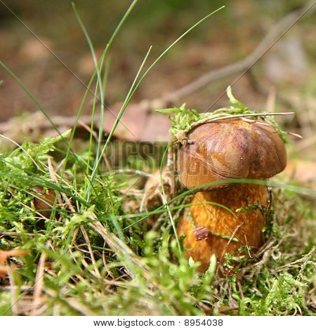Xerocomus