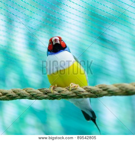 Beautiful Little Bird
