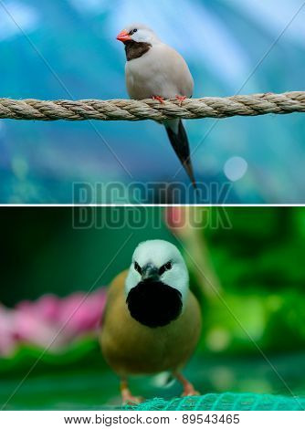 Beautiful Little Bird