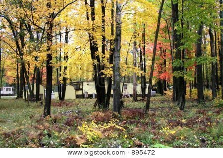 Scène d'automne
